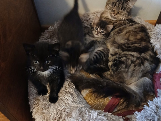 Котята