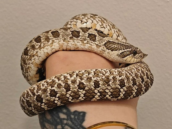 Siankärsäkäärme paketti
