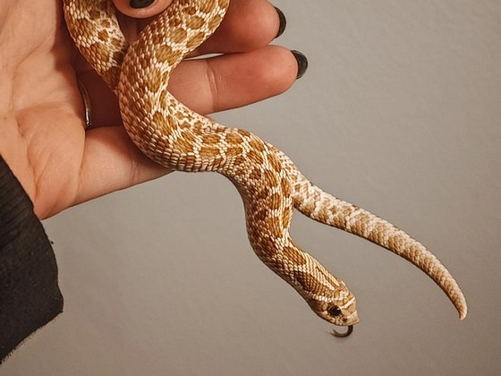 Siankärsäkäärme + terraario
