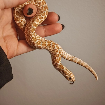 Siankärsäkäärme + terraario