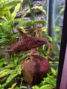 Müüa ümberpööratud säga 19 cm (1 foto / 2)