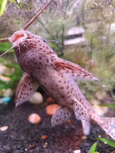 Müüa ümberpööratud säga 19 cm (2 foto / 2)