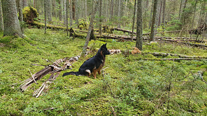 Pārdod Vācu garspalvainu vilku kucēnus (2 foto no 8)