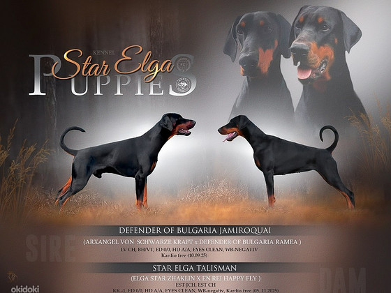 Dobermanin pennut