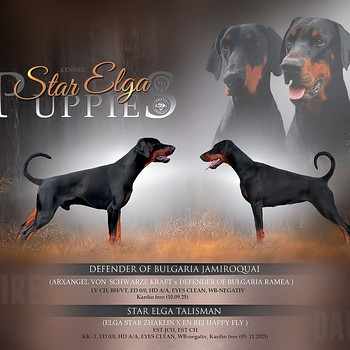 Dobermanin pennut