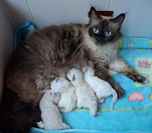 Ragdoll pentuja varattavissa (1 valokuva sivusta 1)