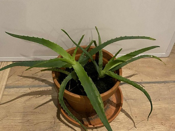 ALOE