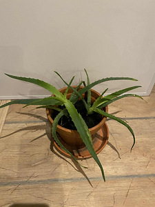 ALOE (1 foto / 3)