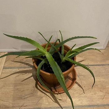 ALOE