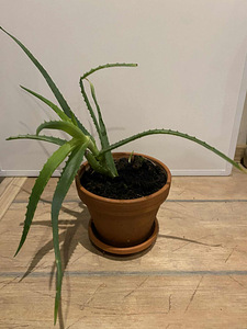 ALOE (2 foto / 3)