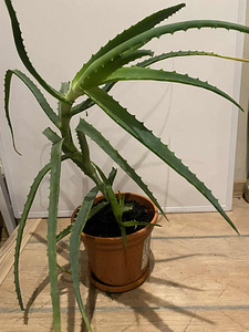 ALOE (3 foto / 3)