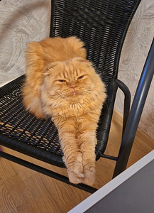 Scottish Fold (4 foto / 5)
