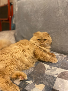 Scottish Fold (5 foto / 5)