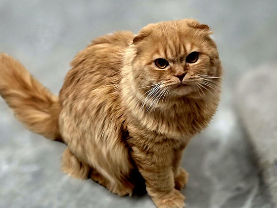 Шотландский вислоухий