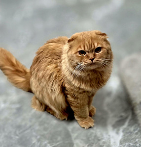 Scottish Fold (1 foto / 5)