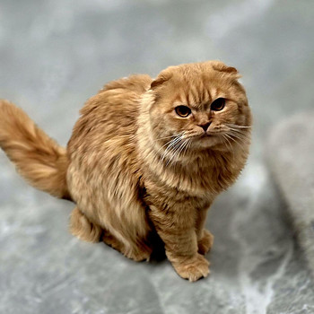 Scottish Fold
