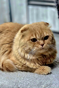 Scottish Fold (2 foto / 5)
