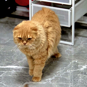 Scottish Fold (3 foto / 5)