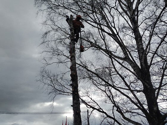 Arboristi tööd