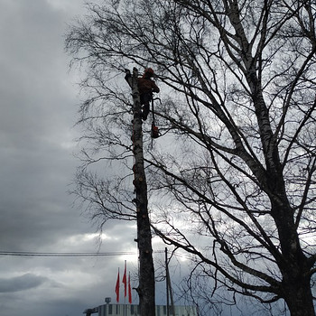 Arboristi tööd