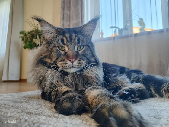 Maine coon isane paaritamiseks