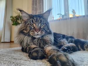 Maine coon isane paaritamiseks (1 foto / 4)