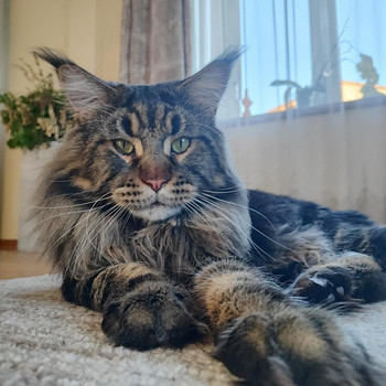 Maine coon isane paaritamiseks
