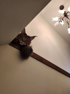 Maine coon isane paaritamiseks (2 foto / 4)