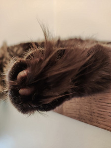 Maine coon isane paaritamiseks (3 foto / 4)
