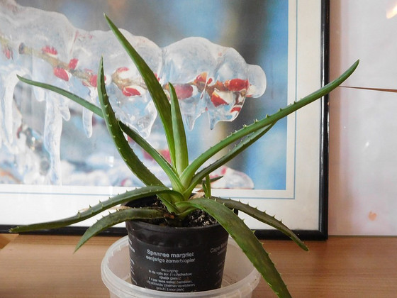 Aaloe Vera, Reo