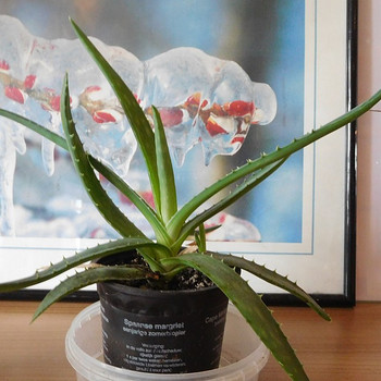 Aaloe Vera, Reo