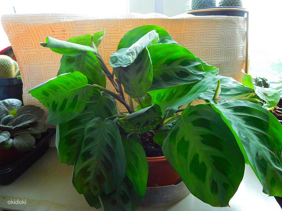 Valgeveeniline maranta