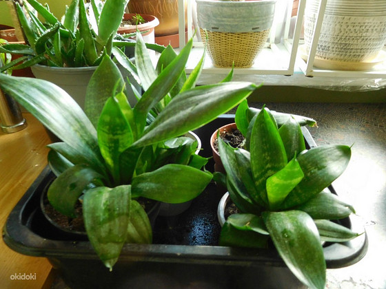 Sansevieria Hahni (Sansevieria Hahni) Haugi saba