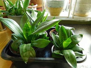 Сансевиерия Ханни (Sansevieria Hahni) Щучий хвост (1 фото из 2)