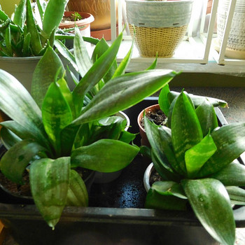 Sansevieria Hahni (Sansevieria Hahni) Haugi saba