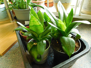 Сансевиерия Ханни (Sansevieria Hahni) Щучий хвост (2 фото из 2)