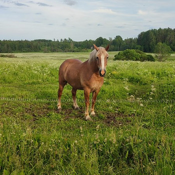 Raskeveo hobune
