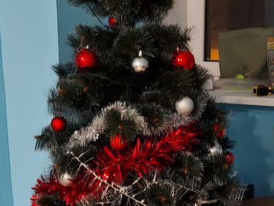 Jõulukuusk