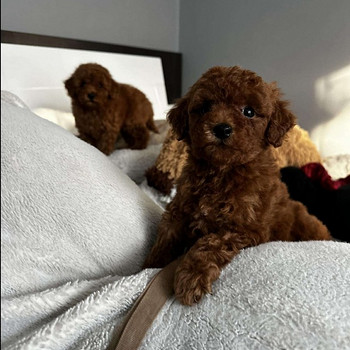 Toy poodle
