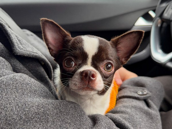 Chihuahua tyttö