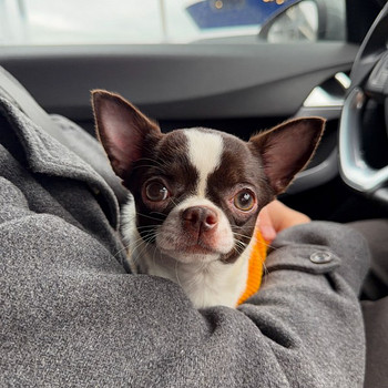 Chihuahua tyttö
