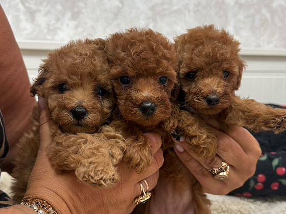 Maltipoo poodel