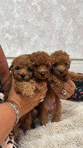 Maltipoo poodel (1 фото из 10)
