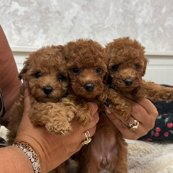 Maltipoo