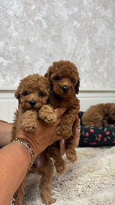 Maltipoo poodel (2 фото из 10)