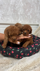 Maltipoo poodel (3 фото из 10)