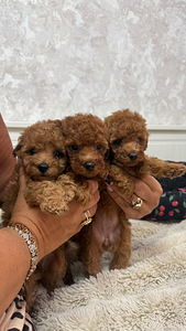 Maltipoo poodel (4 фото из 10)