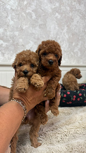 Maltipoo poodel (5 фото из 10)