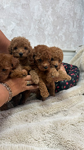 Maltipoo poodel (6 фото из 10)