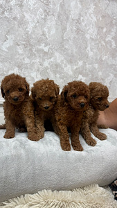 Maltipoo poodel (7 фото из 10)